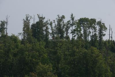 Гора Шишка ( Самарская область  )