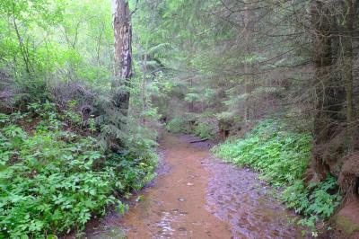 Каньон реки Абат ( Удмуртская Республика  )