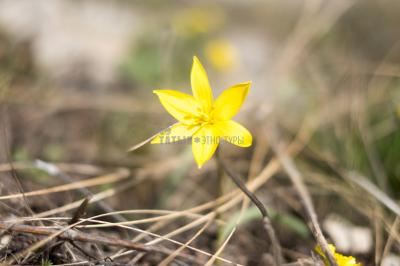 Долгие горы ( Оренбургская область  )