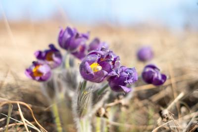 Долгие горы ( Оренбургская область  )