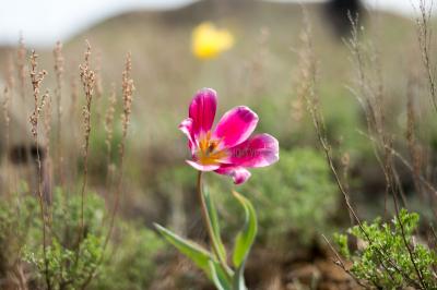 Долгие горы ( Оренбургская область  )
