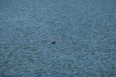 Камбарский пруд  ( Удмуртская Республика  )