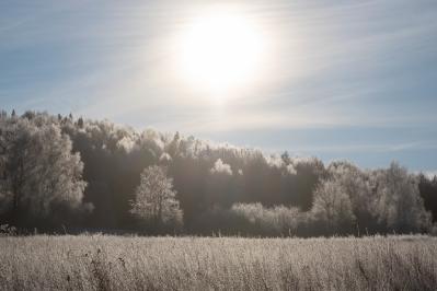 300летняя Липа у Киби-Жикьи (Башмур) ( Удмуртская Республика  )