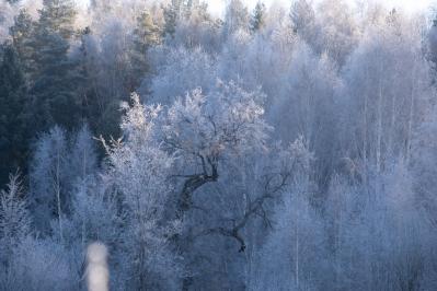 300летняя Липа у Киби-Жикьи (Башмур) ( Удмуртская Республика  )