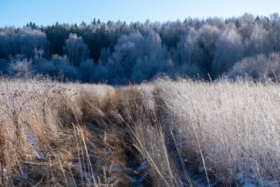 300летняя Липа у Киби-Жикьи (Башмур) ( Удмуртская Республика  )