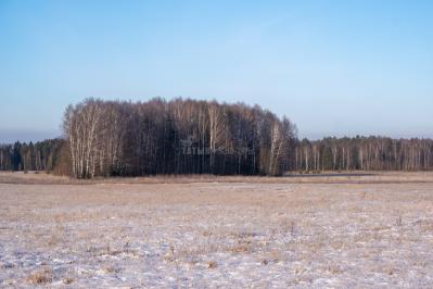 300летняя Липа у Киби-Жикьи (Башмур) ( Удмуртская Республика  )