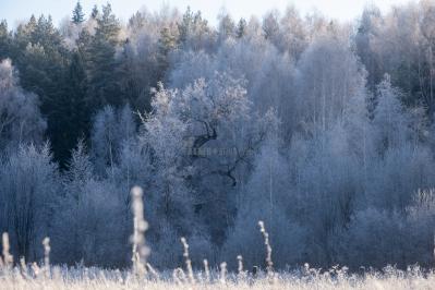 300летняя Липа у Киби-Жикьи (Башмур) ( Удмуртская Республика  )