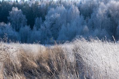 300летняя Липа у Киби-Жикьи (Башмур) ( Удмуртская Республика  )