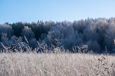 300летняя Липа у Киби-Жикьи (Башмур) ( Удмуртская Республика  )
