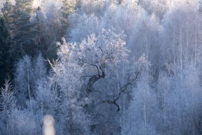 300летняя Липа у Киби-Жикьи (Башмур) ( Удмуртская Республика  )