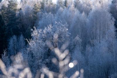 300летняя Липа у Киби-Жикьи (Башмур) ( Удмуртская Республика  )