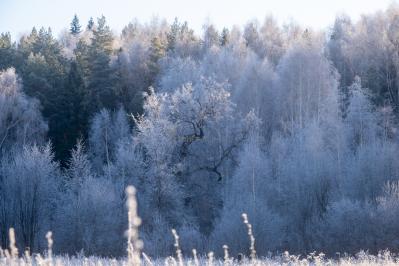 300летняя Липа у Киби-Жикьи (Башмур) ( Удмуртская Республика  )