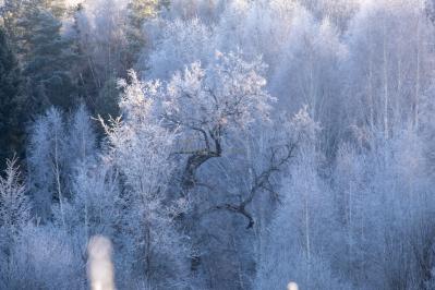 300летняя Липа у Киби-Жикьи (Башмур) ( Удмуртская Республика  )