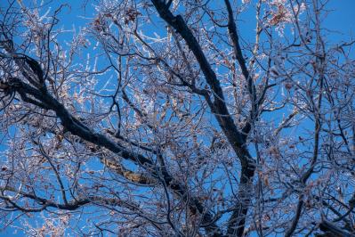 300летняя Липа у Киби-Жикьи (Башмур) ( Удмуртская Республика  )