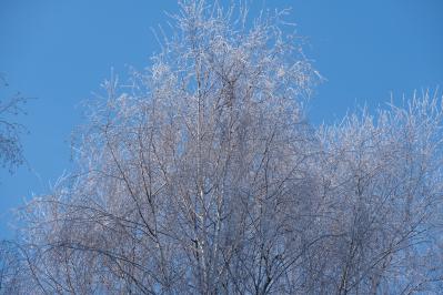 300летняя Липа у Киби-Жикьи (Башмур) ( Удмуртская Республика  )