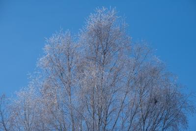 300летняя Липа у Киби-Жикьи (Башмур) ( Удмуртская Республика  )