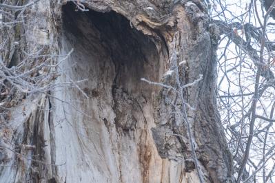 300летняя Липа у Киби-Жикьи (Башмур) ( Удмуртская Республика  )