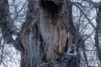 300летняя Липа у Киби-Жикьи (Башмур) ( Удмуртская Республика  )