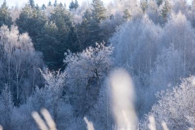300летняя Липа у Киби-Жикьи (Башмур) ( Удмуртская Республика  )