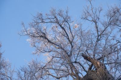 300летняя Липа у Киби-Жикьи (Башмур) ( Удмуртская Республика  )