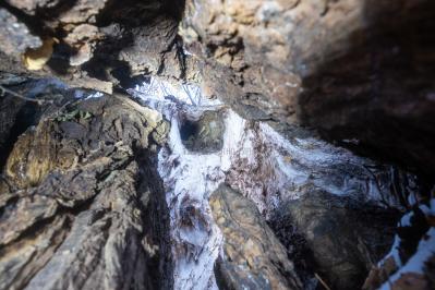 300летняя Липа у Киби-Жикьи (Башмур) ( Удмуртская Республика  )