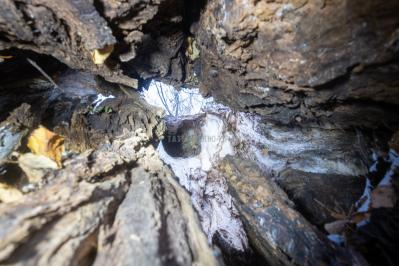 300летняя Липа у Киби-Жикьи (Башмур) ( Удмуртская Республика  )