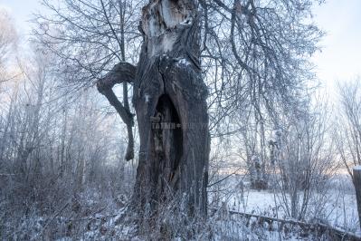 300летняя Липа у Киби-Жикьи (Башмур) ( Удмуртская Республика  )