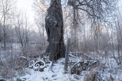 300летняя Липа у Киби-Жикьи (Башмур) ( Удмуртская Республика  )