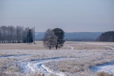300летняя Липа у Киби-Жикьи (Башмур) ( Удмуртская Республика  )